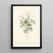 Rosa Indica Acuminata - Pierre Joseph Redouté — framed artwork on a wall