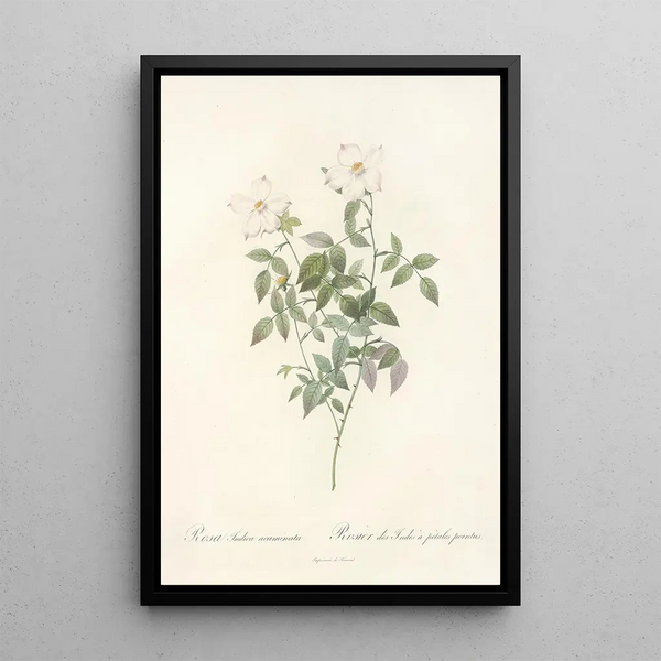 Rosa Indica Acuminata - Pierre Joseph Redouté — framed artwork on a wall