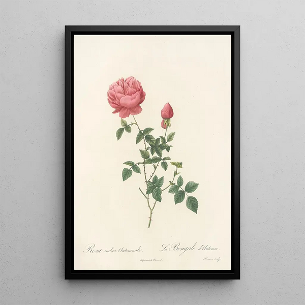 Rosa Indica Automnalis - Pierre Joseph Redouté — framed artwork on a wall