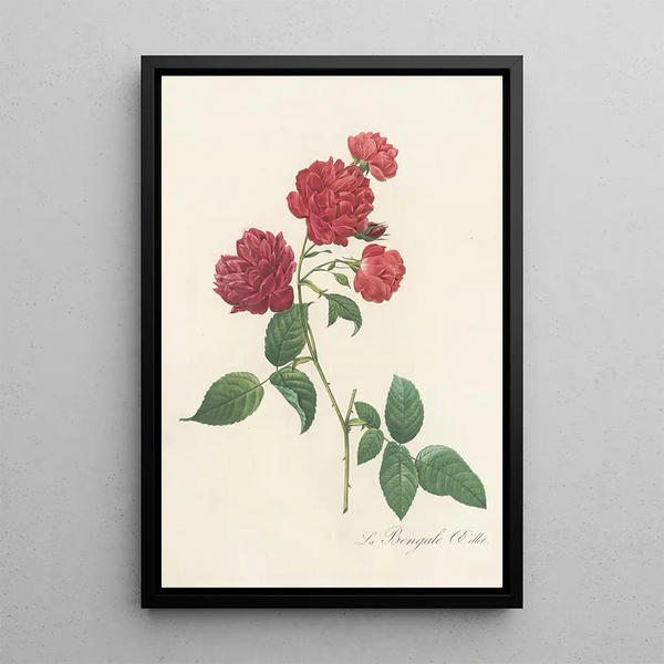 Rosa Indica Caryophyllea - Pierre Joseph Redouté — framed artwork on a wall