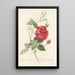 Rosa Indica Cruenta - Pierre Joseph Redouté — framed artwork on a wall