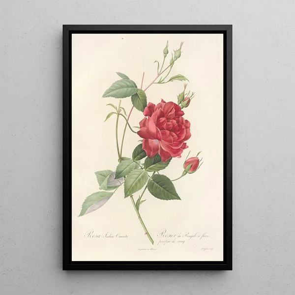 Rosa Indica Cruenta - Pierre Joseph Redouté — framed artwork on a wall