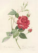 Rosa Indica Cruenta - Pierre Joseph Redouté — artwork view
