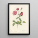Rosa Indica Dichotoma - Pierre Joseph Redouté — framed artwork on a wall