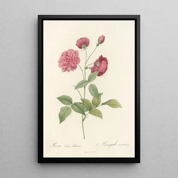 Rosa Indica Dichotoma - Pierre Joseph Redouté — framed artwork on a wall