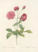 Rosa Indica Dichotoma - Pierre Joseph Redouté — artwork view