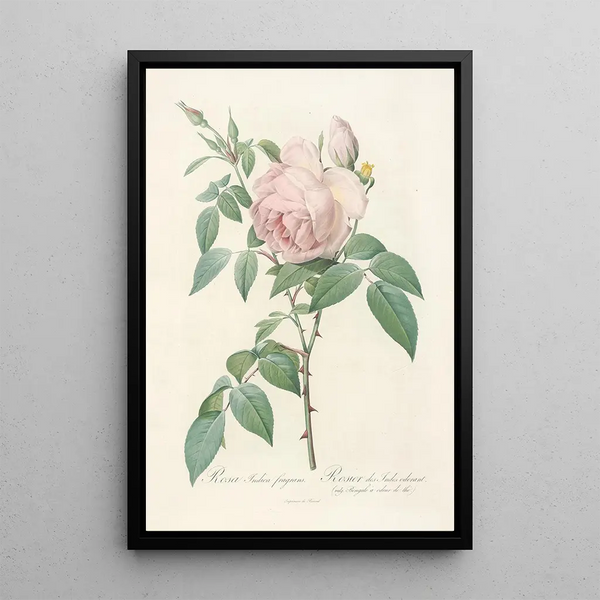 Rosa Indica Fragrans - Pierre Joseph Redouté — framed artwork on a wall