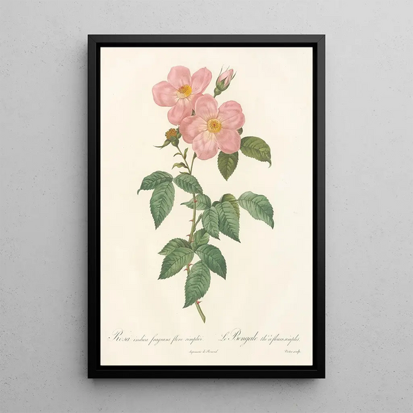 Rosa Indica Fragrans Flore Simplici - Pierre Joseph Redouté — framed artwork on a wall