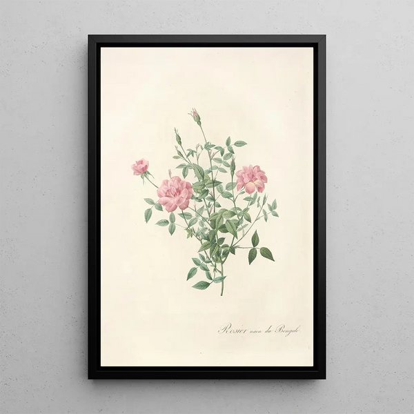 Rosa Indica Pumila - Pierre Joseph Redouté — framed artwork on a wall