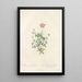 Rosa Indica Pumila Flore Simplici - Pierre Joseph Redouté — framed artwork on a wall