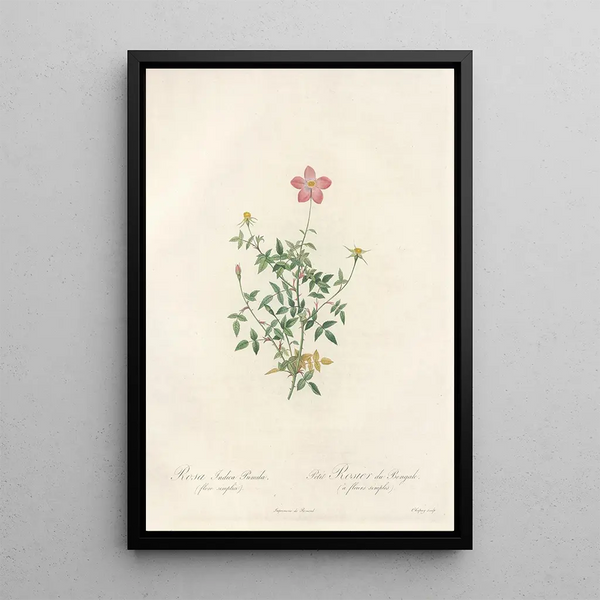 Rosa Indica Pumila Flore Simplici - Pierre Joseph Redouté — framed artwork on a wall