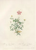 Rosa Indica Pumila Flore Simplici - Pierre Joseph Redouté — artwork view