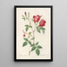 Rosa Indica Chinese Rose with Double Flowers - Pierre Joseph Redouté — framed artwork on a wall