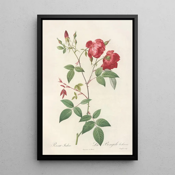 Rosa Indica Chinese Rose with Double Flowers - Pierre Joseph Redouté — framed artwork on a wall