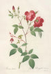 Rosa Indica Chinese Rose with Double Flowers - Pierre Joseph Redouté — artwork view