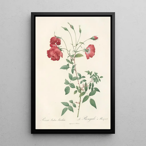 Rosa Indica Sertulata - Pierre Joseph Redouté — framed artwork on a wall