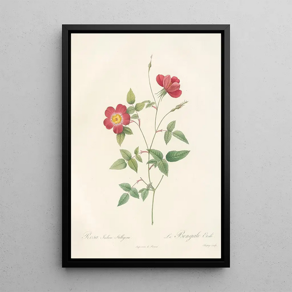 Rosa Indica Stelligera - Pierre Joseph Redouté — framed artwork on a wall