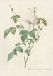 Rosa Indica Subalba - Pierre Joseph Redouté — artwork view