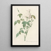 Rosa Indica Subalba - Pierre Joseph Redouté — framed artwork on a wall