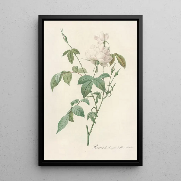 Rosa Indica Subalba - Pierre Joseph Redouté — framed artwork on a wall