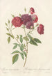 Rosa Indica Subviolacea - Pierre Joseph Redouté — artwork view