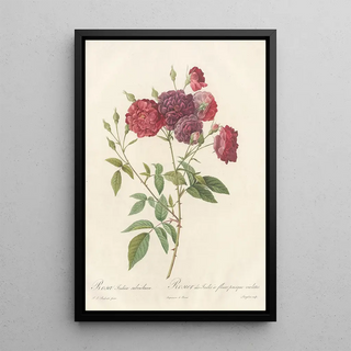 Pierre Joseph Redout - Rosa Indica Subviolacea.webp