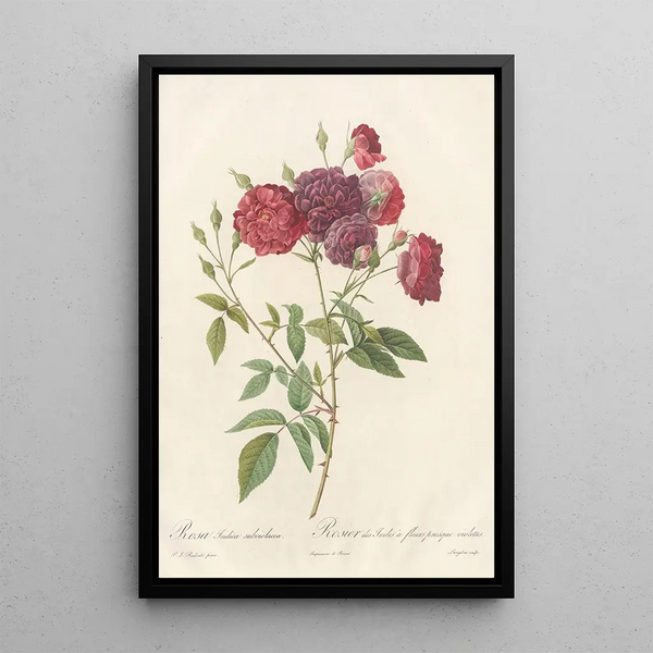 Rosa Indica Subviolacea - Pierre Joseph Redouté — framed artwork on a wall