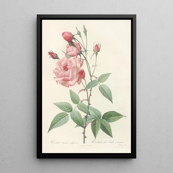 Rosa Indica Vulgaris - Pierre Joseph Redouté — framed artwork on a wall