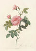 Rosa Inermis - Pierre Joseph Redouté — artwork view