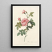 Rosa Inermis - Pierre Joseph Redouté — framed artwork on a wall