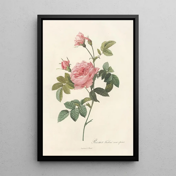 Rosa Inermis - Pierre Joseph Redouté — framed artwork on a wall