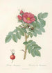 Rosa Kamtschatica - Pierre Joseph Redouté — artwork view