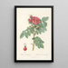 Rosa Kamtschatica - Pierre Joseph Redouté — framed artwork on a wall