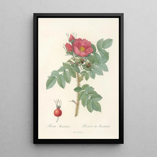 Rosa Kamtschatica - Pierre Joseph Redouté — framed artwork on a wall