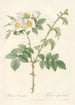 Rosa Leucantha - Pierre Joseph Redouté — artwork view