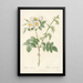 Rosa Leucantha - Pierre Joseph Redouté — framed artwork on a wall