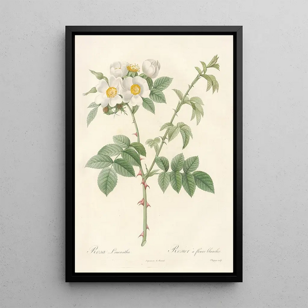 Rosa Leucantha - Pierre Joseph Redouté — framed artwork on a wall