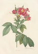 Rosa Lheritieranea - Pierre Joseph Redouté | Painting — artwork view
