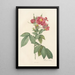 Rosa Lheritieranea - Pierre Joseph Redouté | Painting — framed artwork on a wall