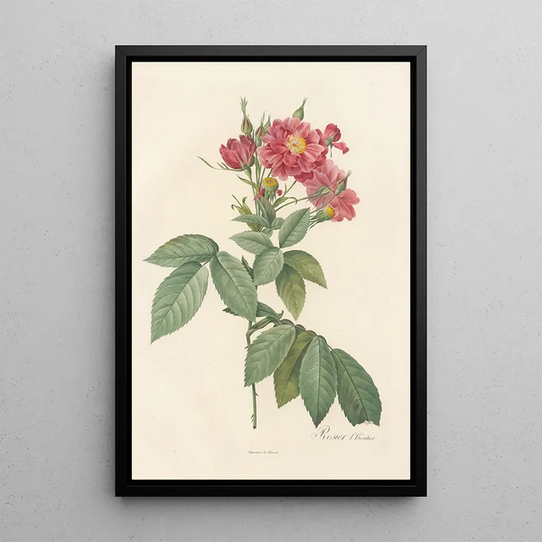 Rosa Lheritieranea - Pierre Joseph Redouté | Painting — framed artwork on a wall