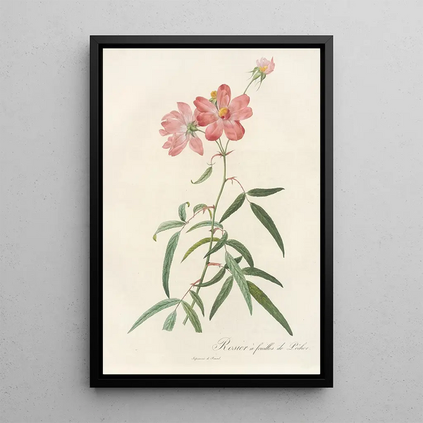 Rosa Longifolia - Pierre Joseph Redouté — framed artwork on a wall