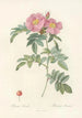 Rosa Lucida - Pierre Joseph Redouté — artwork view