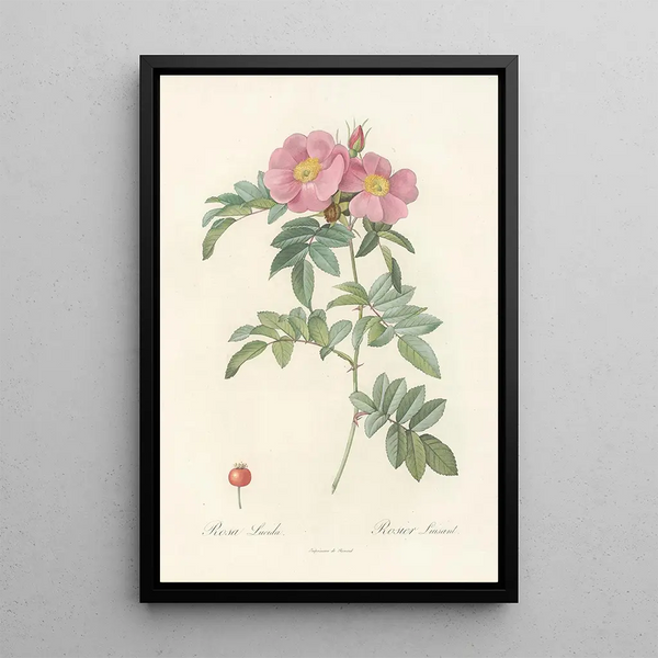 Rosa Lucida - Pierre Joseph Redouté — framed artwork on a wall