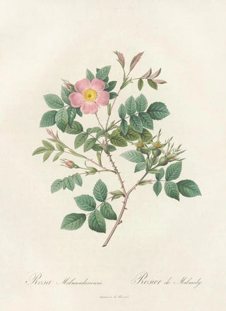 Pierre Joseph Redout - Rosa Malmundariensis.webp