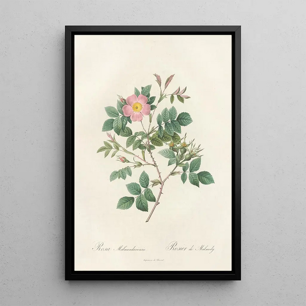 Rosa Malmundariensis - Pierre Joseph Redouté — framed artwork on a wall