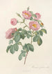 Rosa Mollissima Flore Submultiplici - Pierre Joseph Redouté — artwork view
