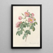Rosa Mollissima Flore Submultiplici - Pierre Joseph Redouté — framed artwork on a wall