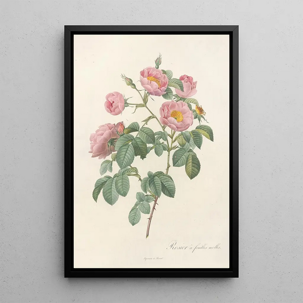 Rosa Mollissima Flore Submultiplici - Pierre Joseph Redouté — framed artwork on a wall