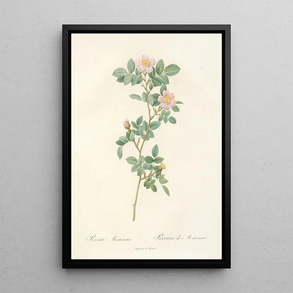 Rosa Montezuma - Pierre Joseph Redouté — framed artwork on a wall