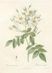 Rosa Moschata - Pierre Joseph Redouté — artwork view